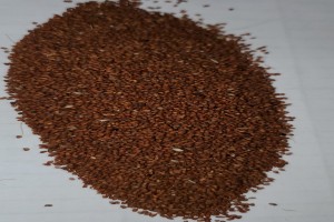 Teff from Kenya